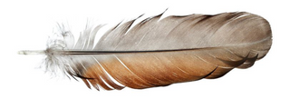Hat Accessories - Feathers and Slides